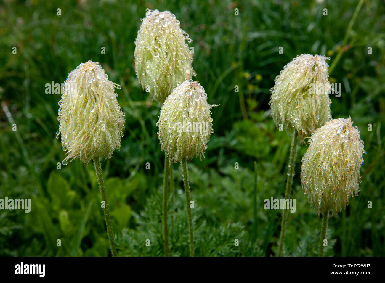 WA14794-00...WASHINGTON - Western anemone flower in Mount Rainier National Park Stock Photo