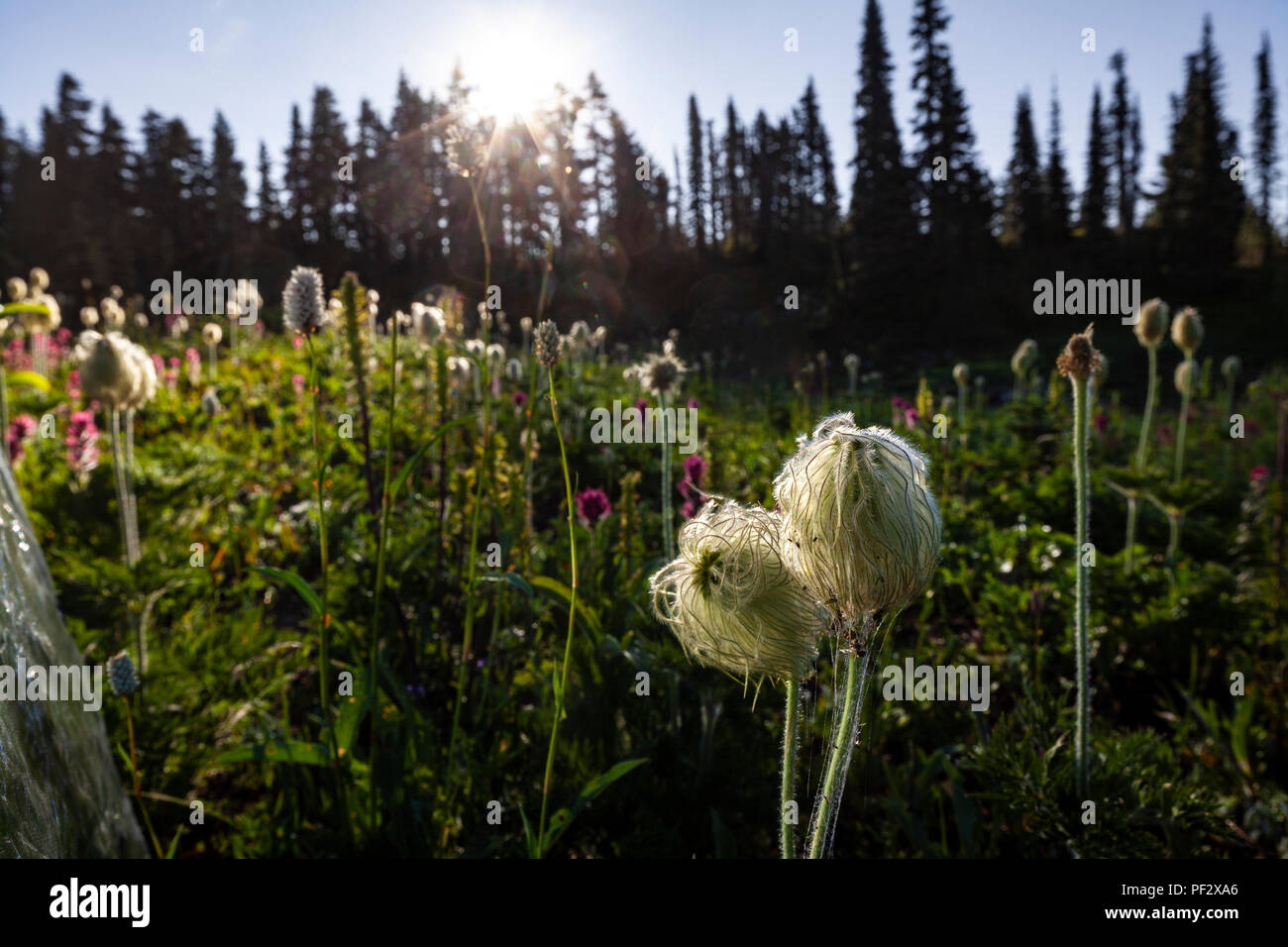 WA14820-00...WASHINGTON - Western Anemone flower in Mount Rainier National Park. Stock Photo