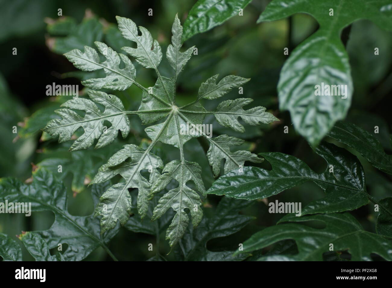 Trevesia palmata 'Micholitzii' Stock Photo Alamy
