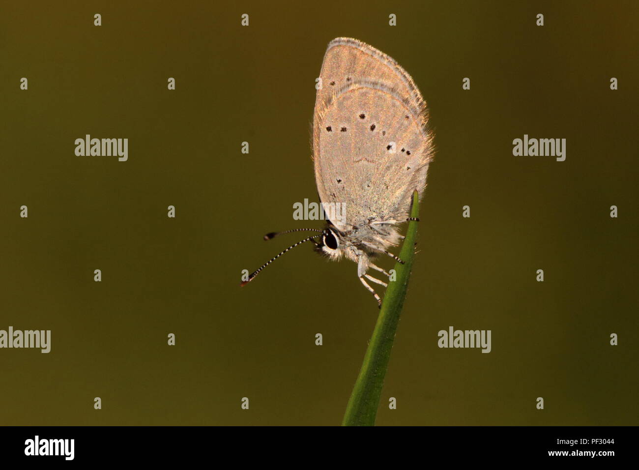 Roosting Small Blue Butterfly Stock Photo