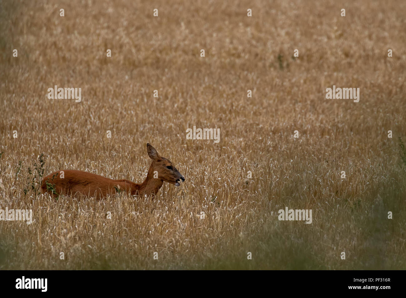 roe deer, Capreolus capreolus, within a crop field, head shots while roaming taken in the afternoon in august, scotland. Stock Photo