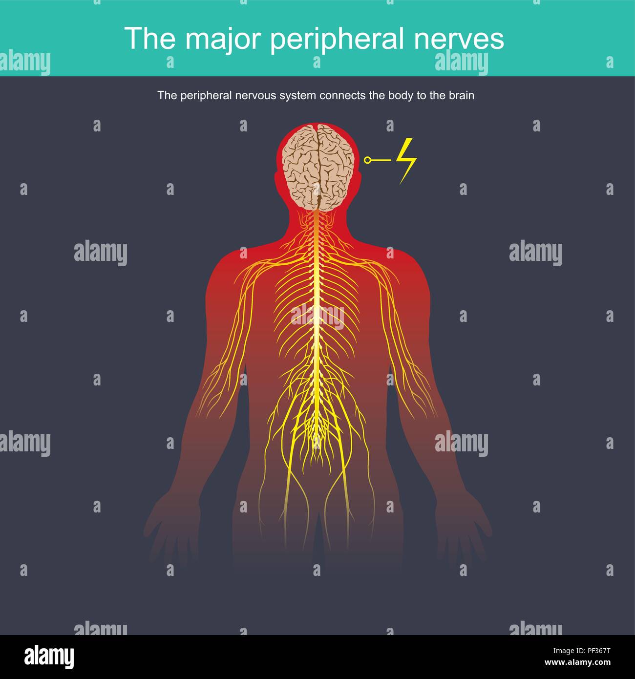 The peripheral nervous system connects the body to the brain Stock Vector