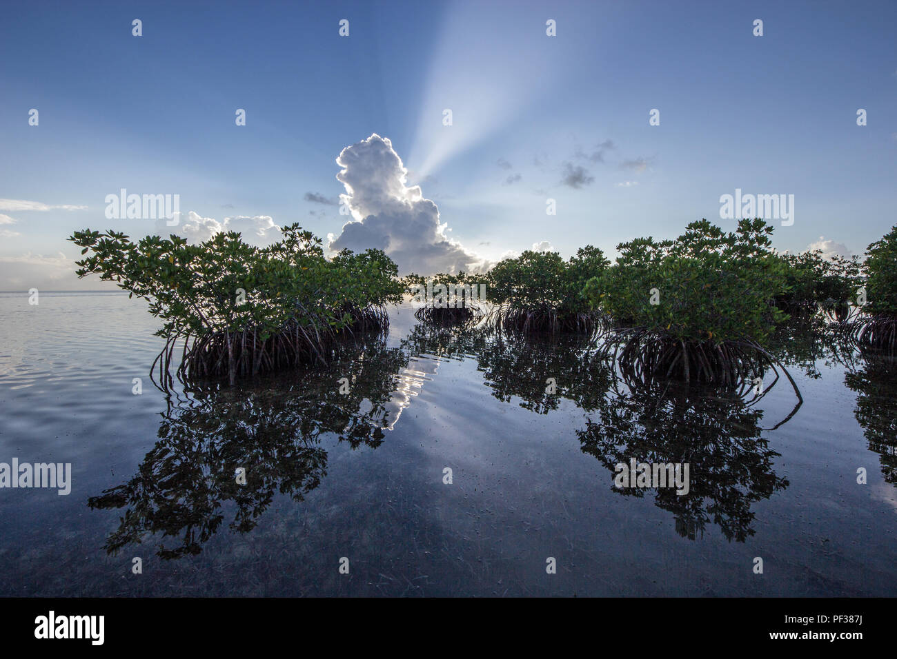 Sun rays and clouds behind the Red Mangroves of Card Sound, Florida ...