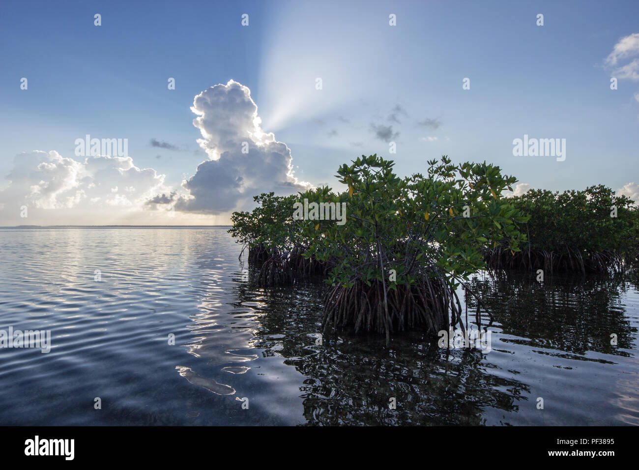 Sun rays and clouds behind the Red Mangroves of Card Sound, Florida ...