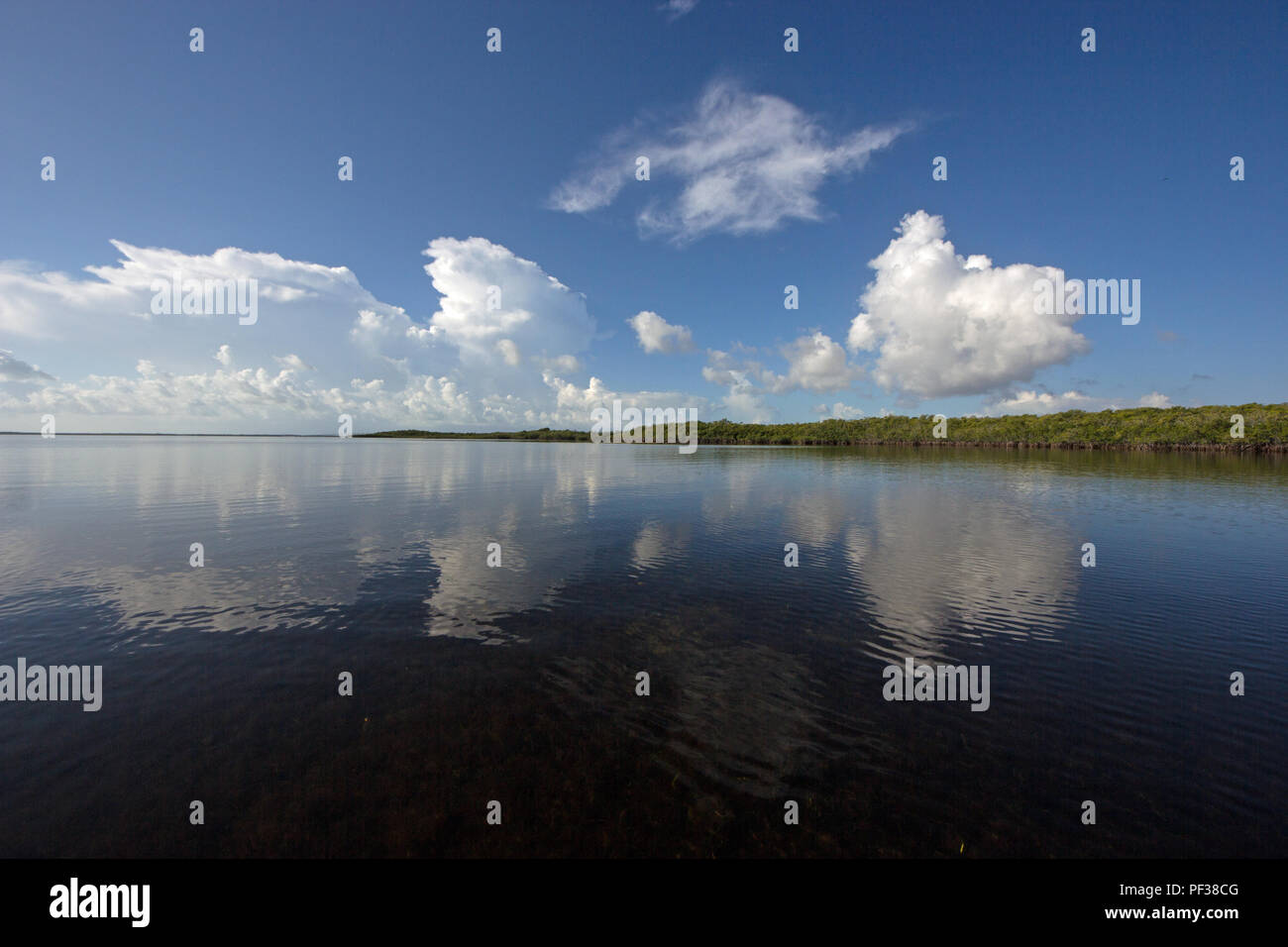 Red Mangrove coast under white clouds reflected in the still waters of ...