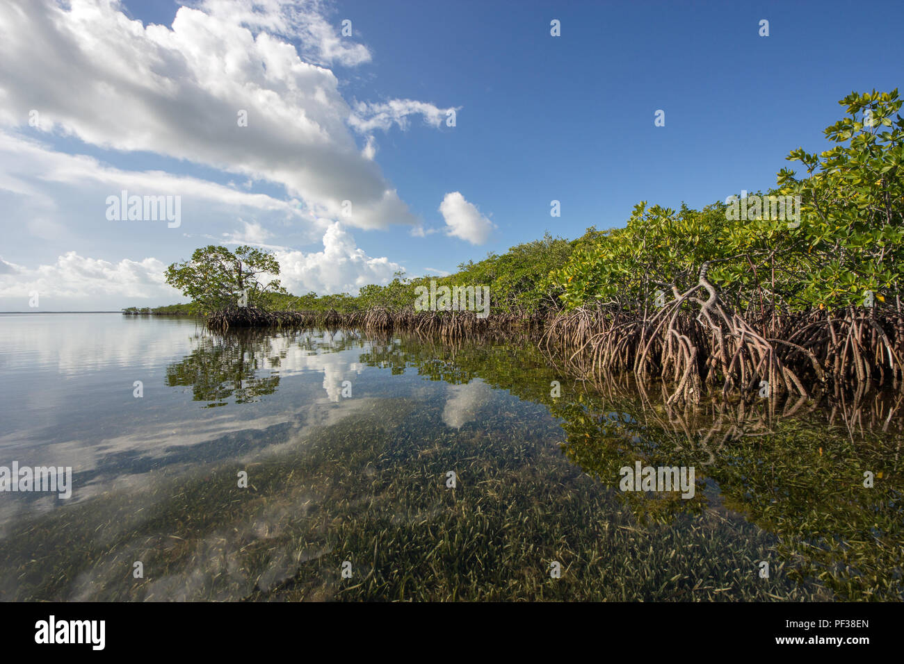 Red Mangrove coast under white clouds reflected in the still waters of Card Sound, Florida, just west of Key Largo. Stock Photo