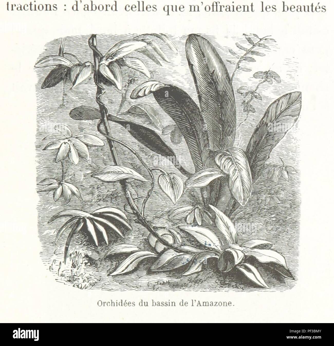 Image from page 423 of 'Deux années au Brésil. Ouvrage illustré de 180 ...