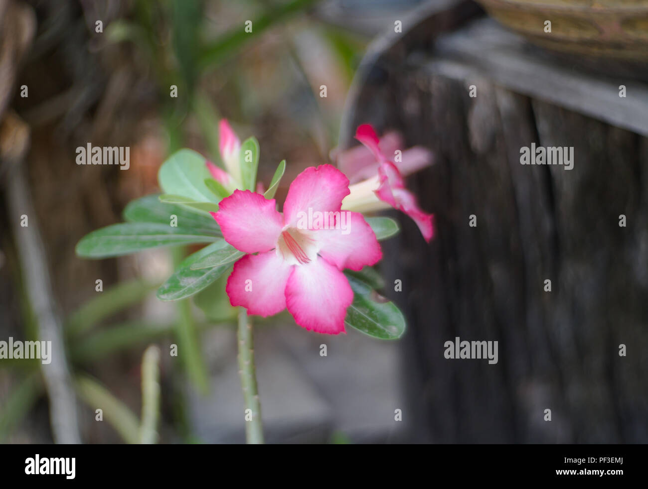 close up pink adenium obesum or desert Rose flower. Stock Photo