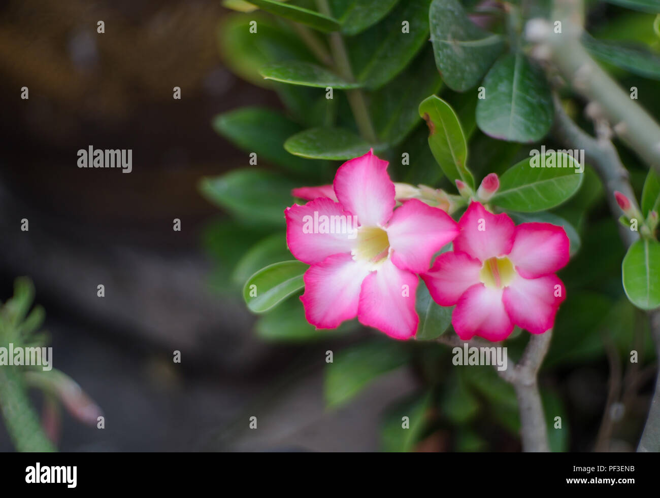close up pink adenium obesum or desert Rose flower Stock Photo - Alamy
