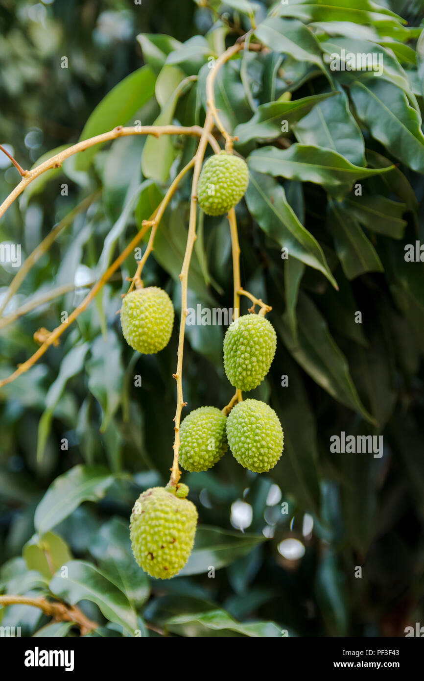 Unripe green lychee hanging from a lychee tree. Fresh green lychee
