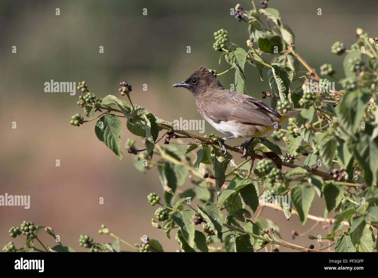 Common bulbul which sits on a branch in the crown of a bush at the edge of the forest Stock Photo