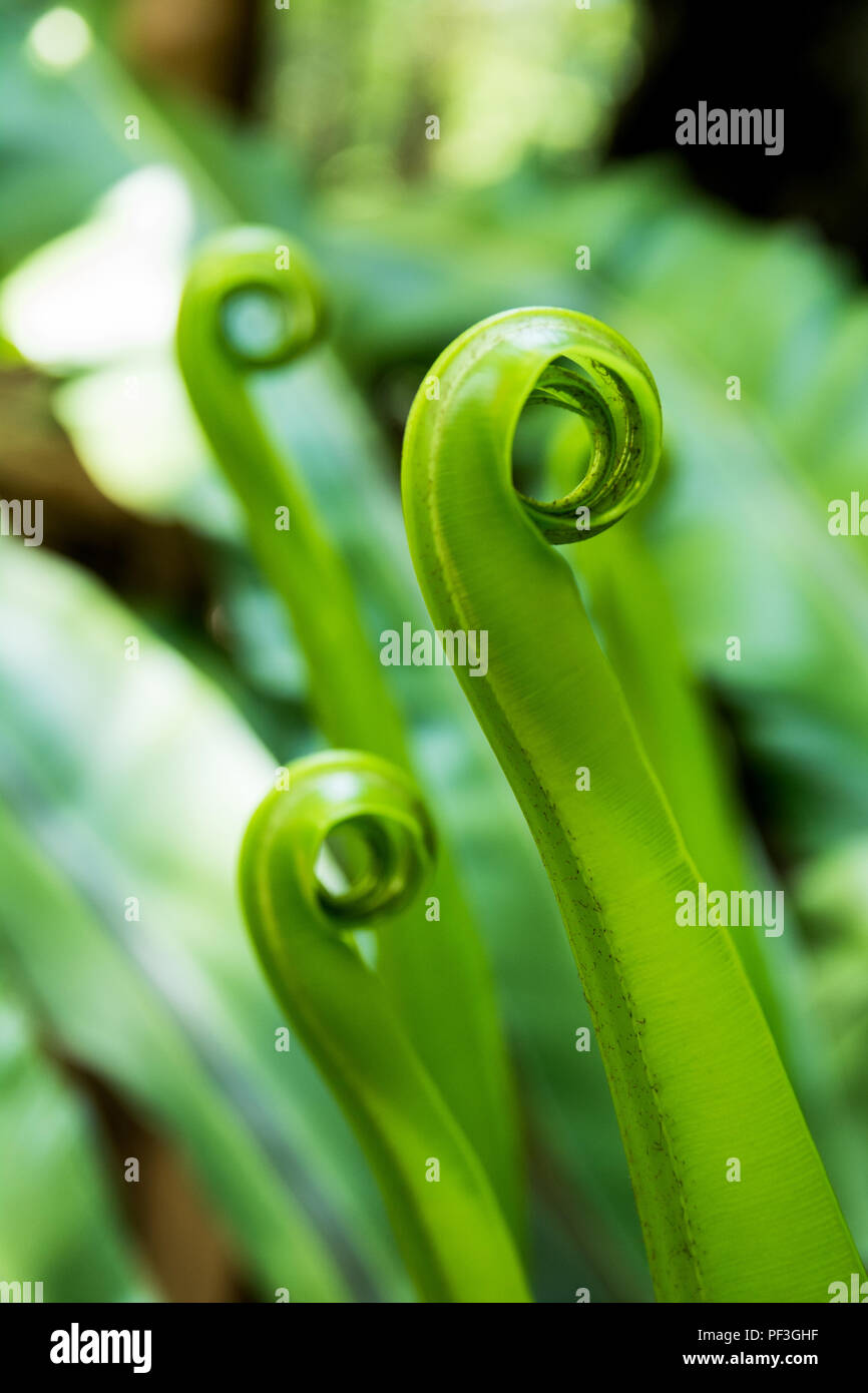 Leaves birds nest hi-res stock photography and images - Alamy