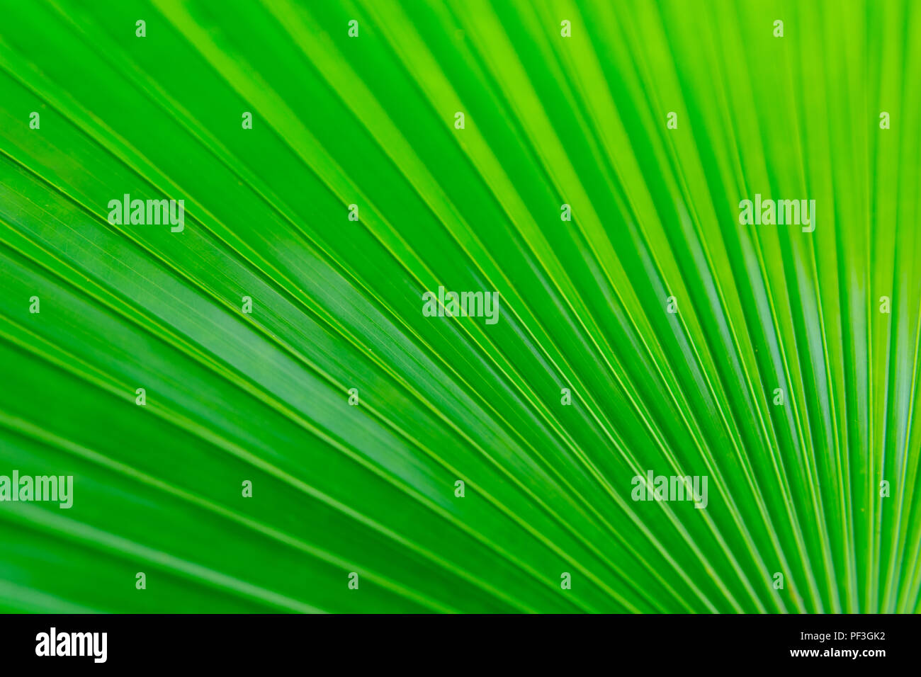 White Elephant Palm, White Backed Palm or Kerriodoxa elegans leaf green