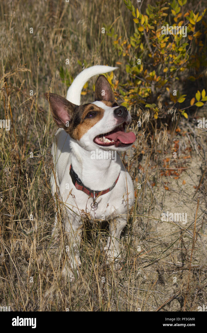 Off leash Jack Russell Terrier dog outdoors on a sunny day. Stock Photo