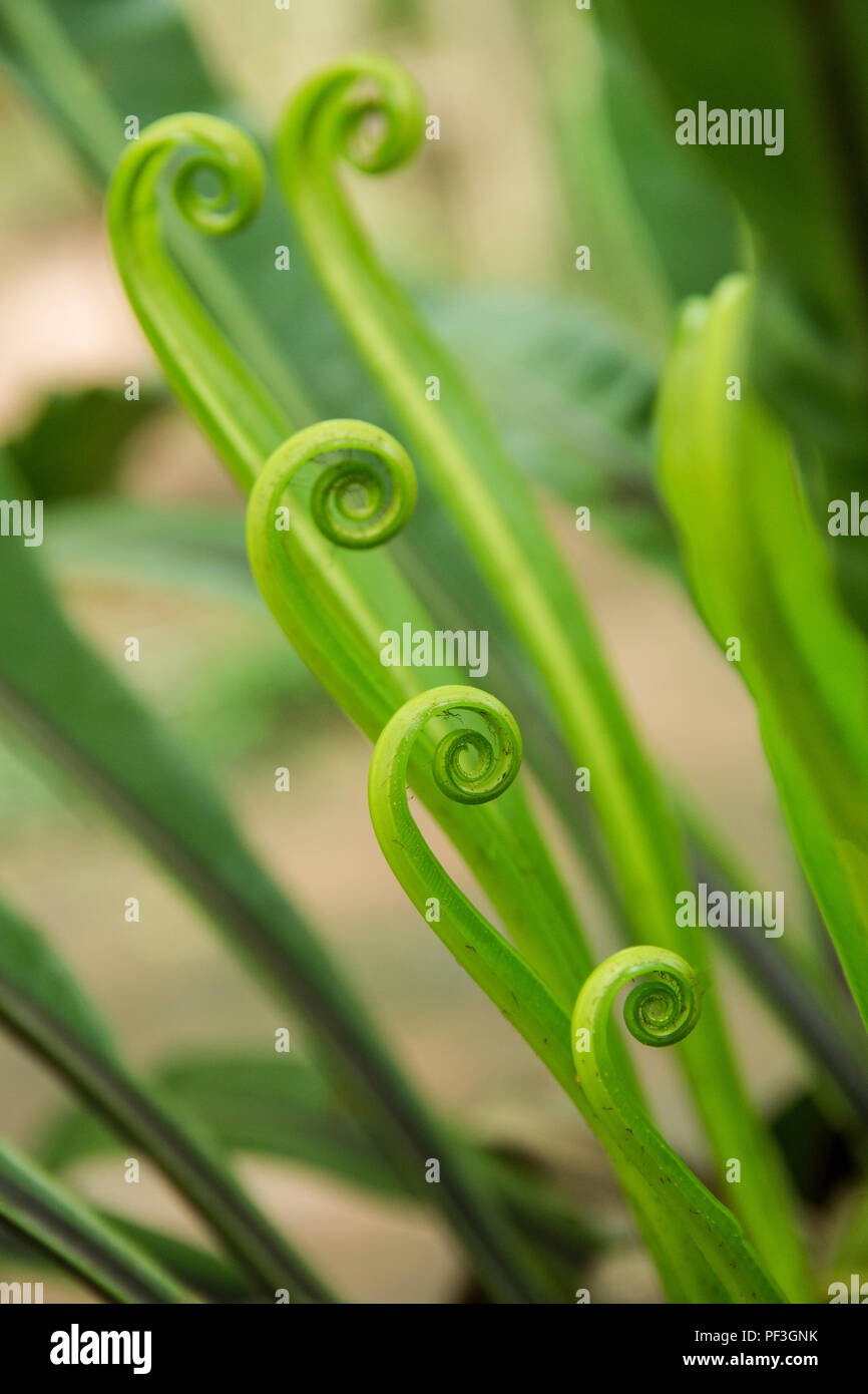 Leaves birds nest hi-res stock photography and images - Alamy