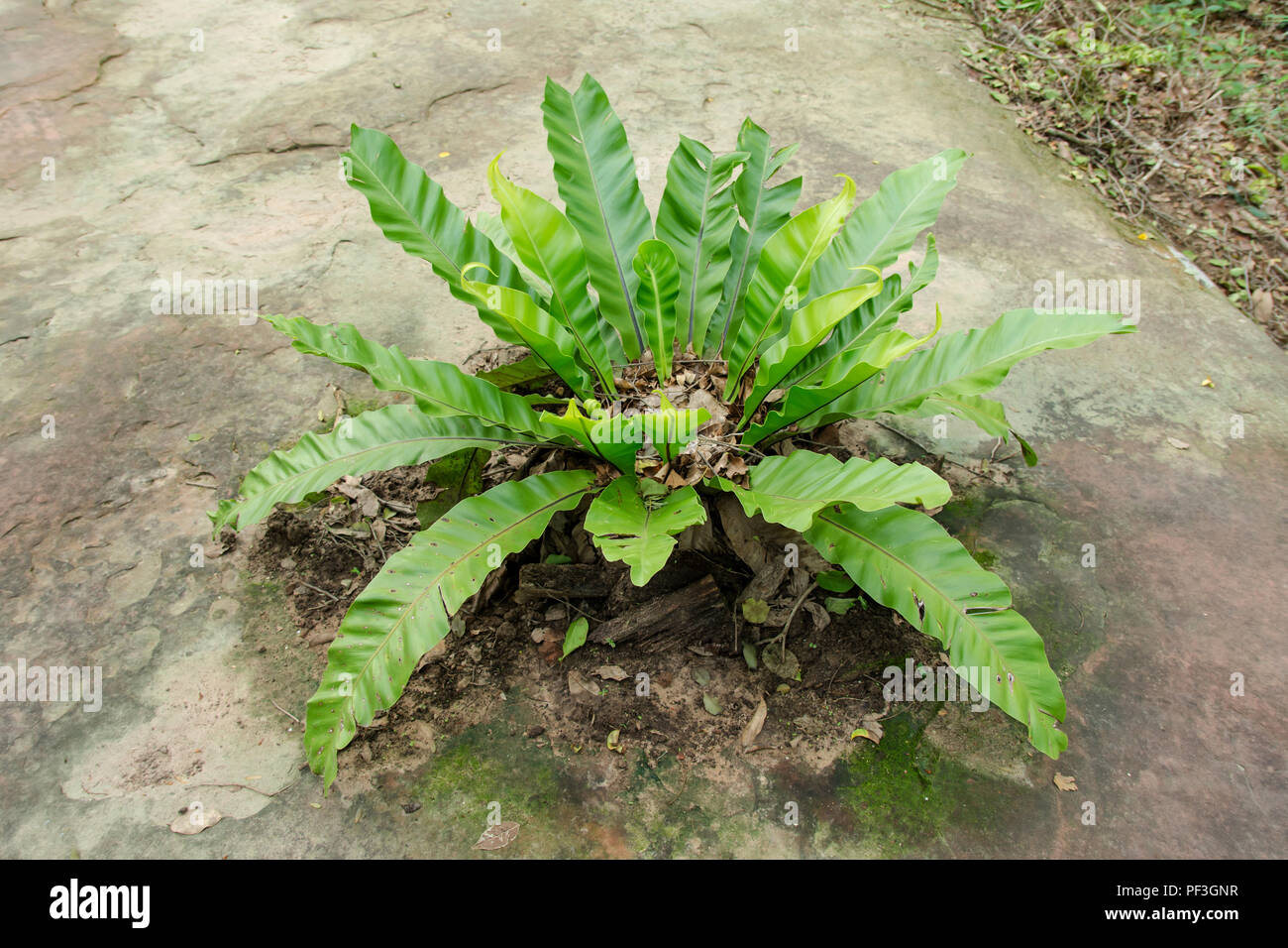 Bird’s nest fern, Asplenium nidus tree Stock Photo Alamy