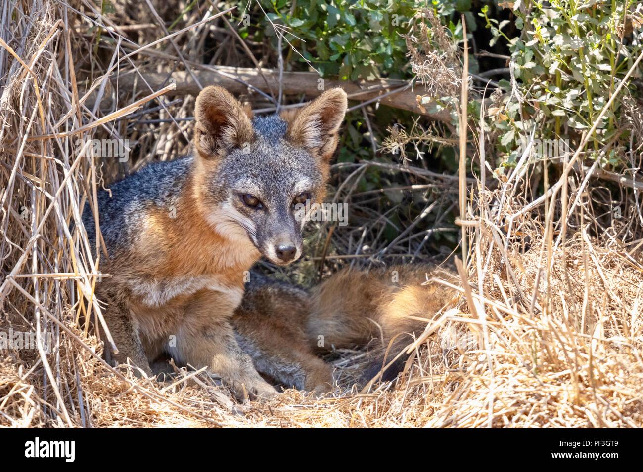 Catalina Island Fox Stock Photo