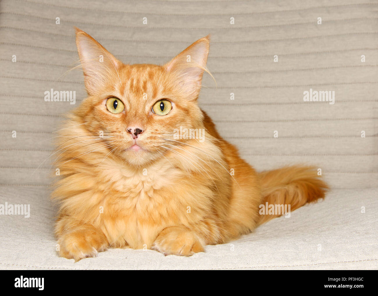 Long haired orange tabby cat laying on a textured fabric chair looking directly at viewer with wide eyes. Adorable small kitty. Copy space. Stock Photo