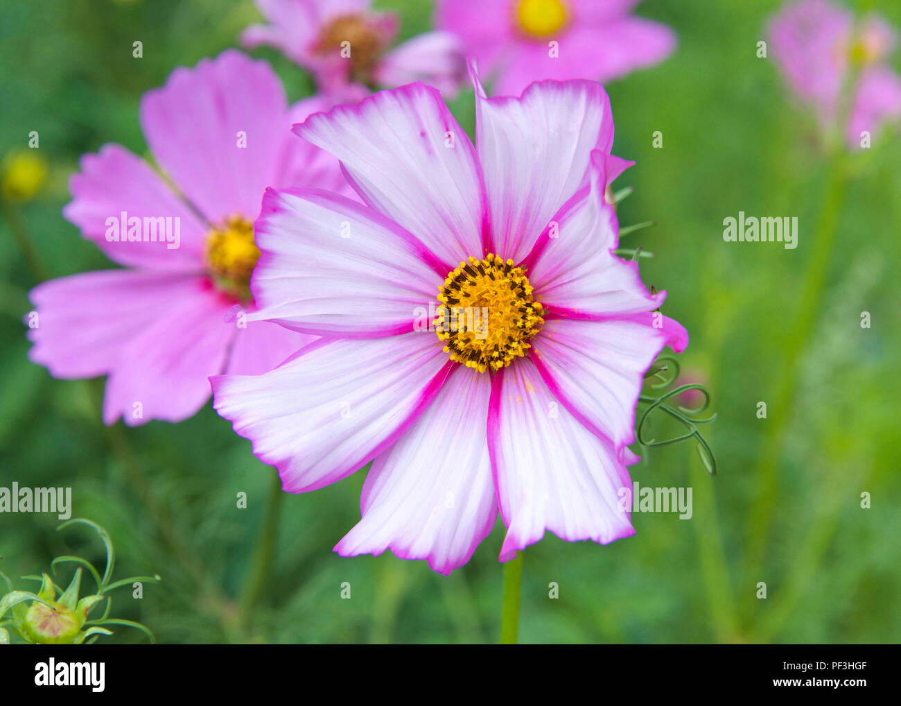 close up on one bright pink white and yellow flower with green