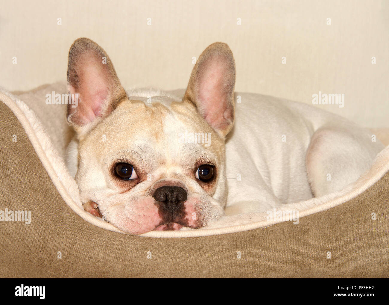 french bulldog bed