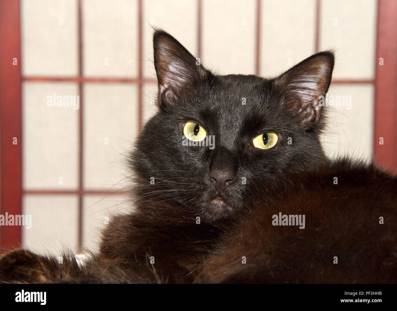 Close up portrait of one long haired all black cat laying on a white bedspread with folding wood