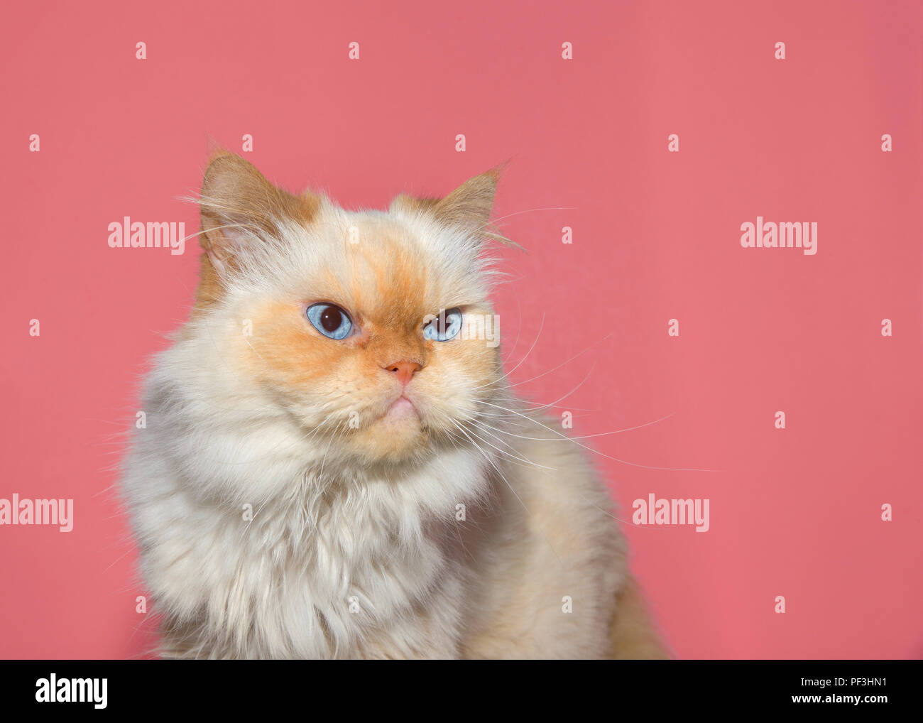 Close Up Portrait Of A Cream Colored Peke Face Persian Which Has An