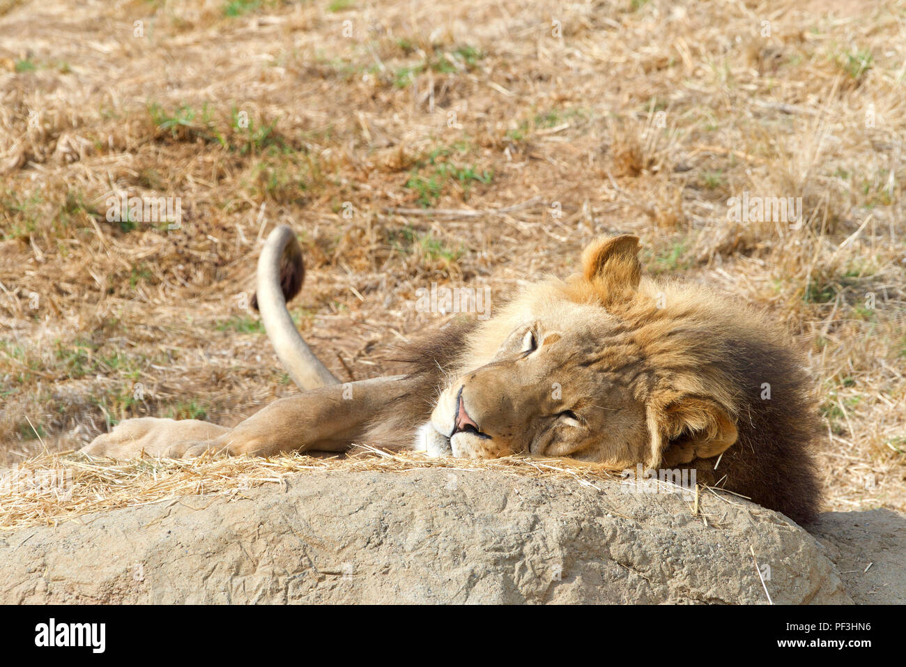 Lion laying on rock hi-res stock photography and images - Alamy