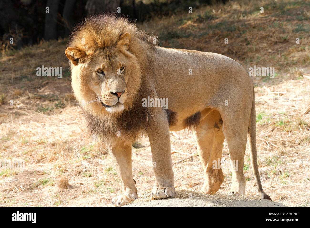 Young adult male lion standing in dry brown drought parched grass