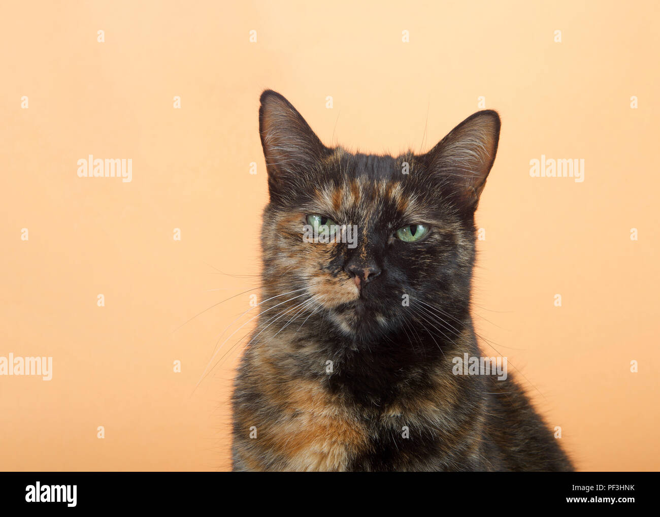 Portrait of one tortie torbie tabby cat on an orange background. Looking directly at viewer with perplexed irritated expression. Copy space. Stock Photo