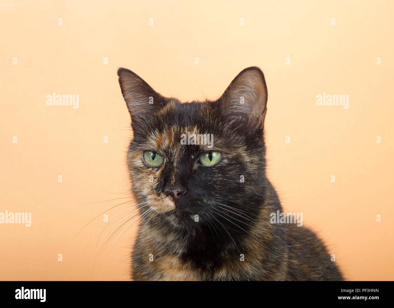 Portrait of one tortie torbie tabby cat on an orange background. Looking directly to viewers left with a curious attentive expression. Copy space. Stock Photo