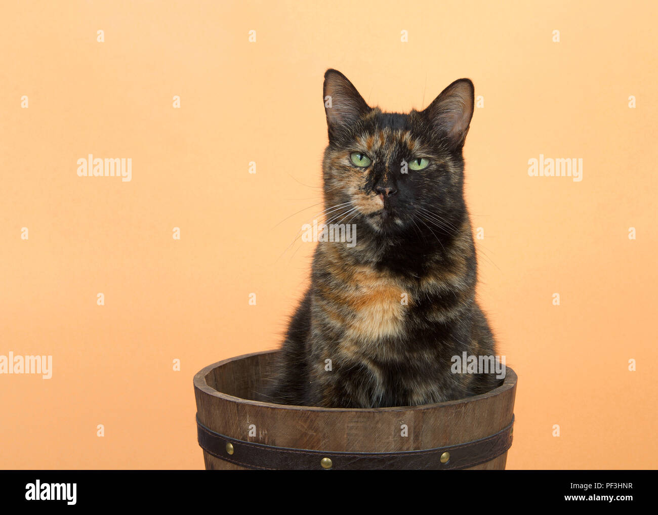Portrait of one tortie torbie tabby cat on an orange background sitting in a wooden bucket. Looking directly at viewer with skeptical expression. Copy Stock Photo