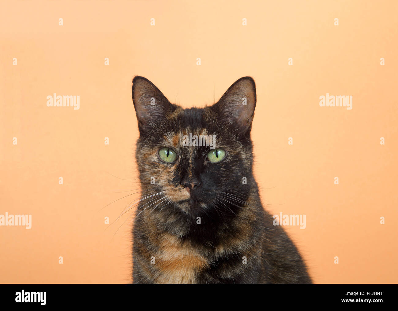 Portrait of one tortie torbie tabby cat on an orange background. Looking directly at viewer with surprised expression. Copy space. Stock Photo