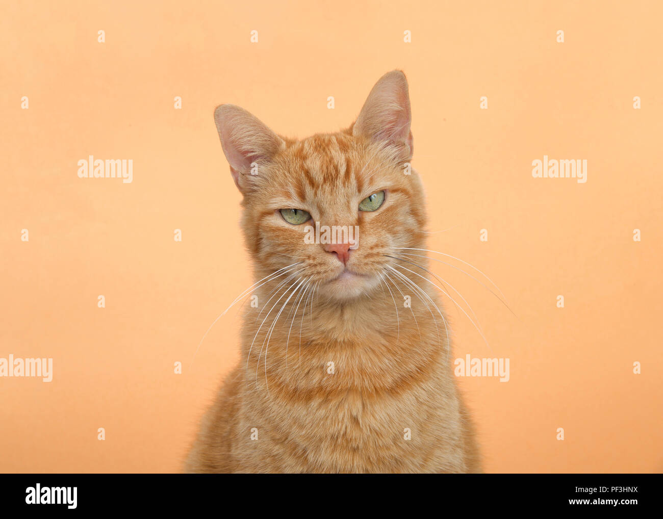 Angry pet cat hires stock photography and images Alamy