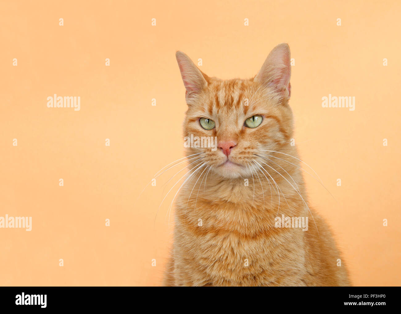Portrait of one orange tabby ginger cat on an orange background. Looking to viewers left with serious observing expression. Copy space. Stock Photo