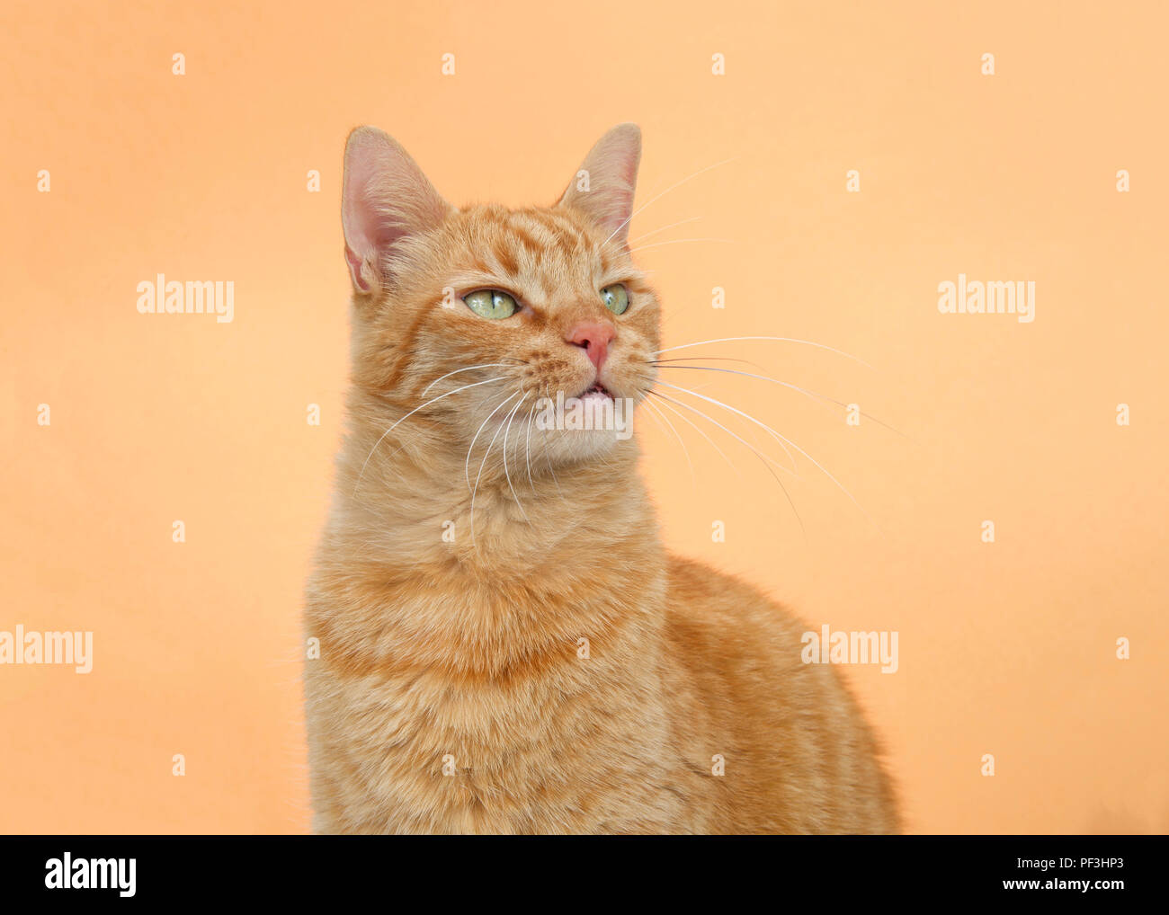 Portrait of one orange tabby ginger cat on an orange background. Looking up to viewers right with copy space. Stock Photo