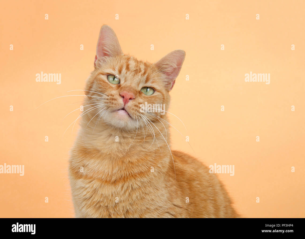 Portrait of one orange tabby ginger cat on an orange background. Looking directly at viewer with perturbed unbelieving expression, head tilted to side Stock Photo