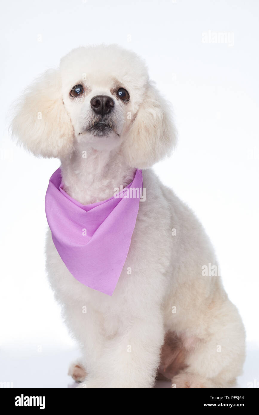 White poodle look up isolated on background Stock Photo