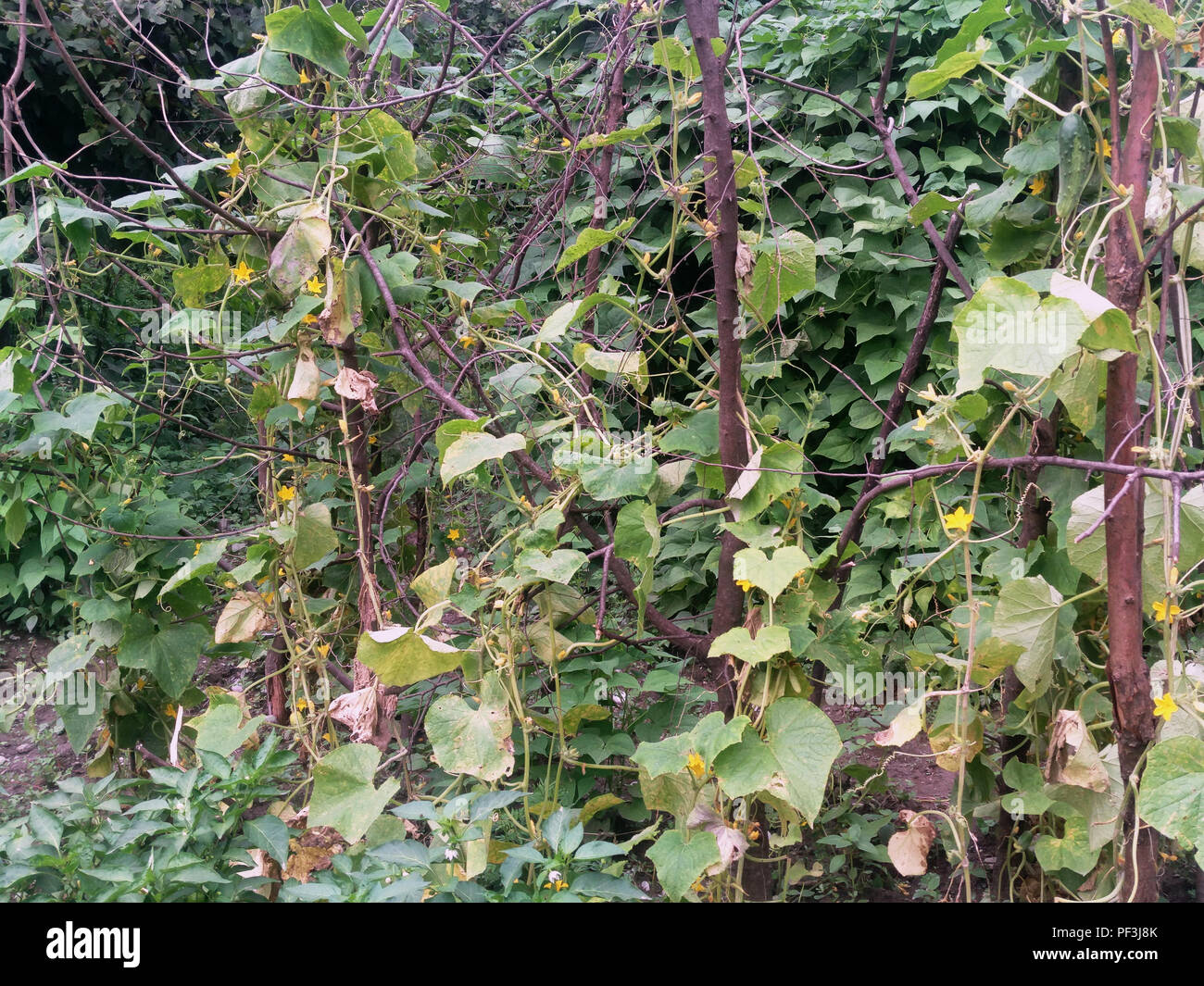 Cucumber plant blossoming and giving little spiky cucumbers. Flower of
