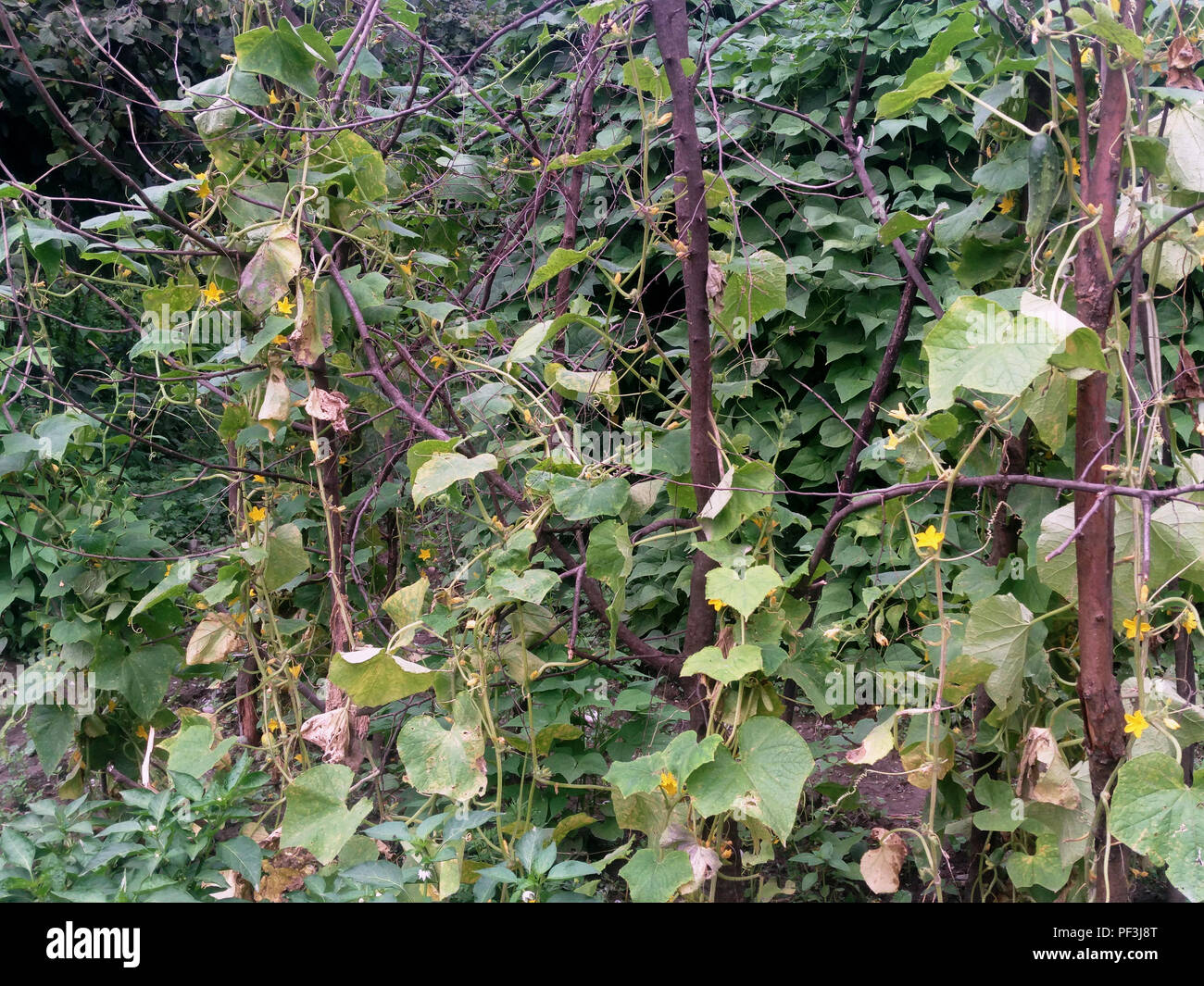 Cucumber plant blossoming and giving little spiky cucumbers. Flower of