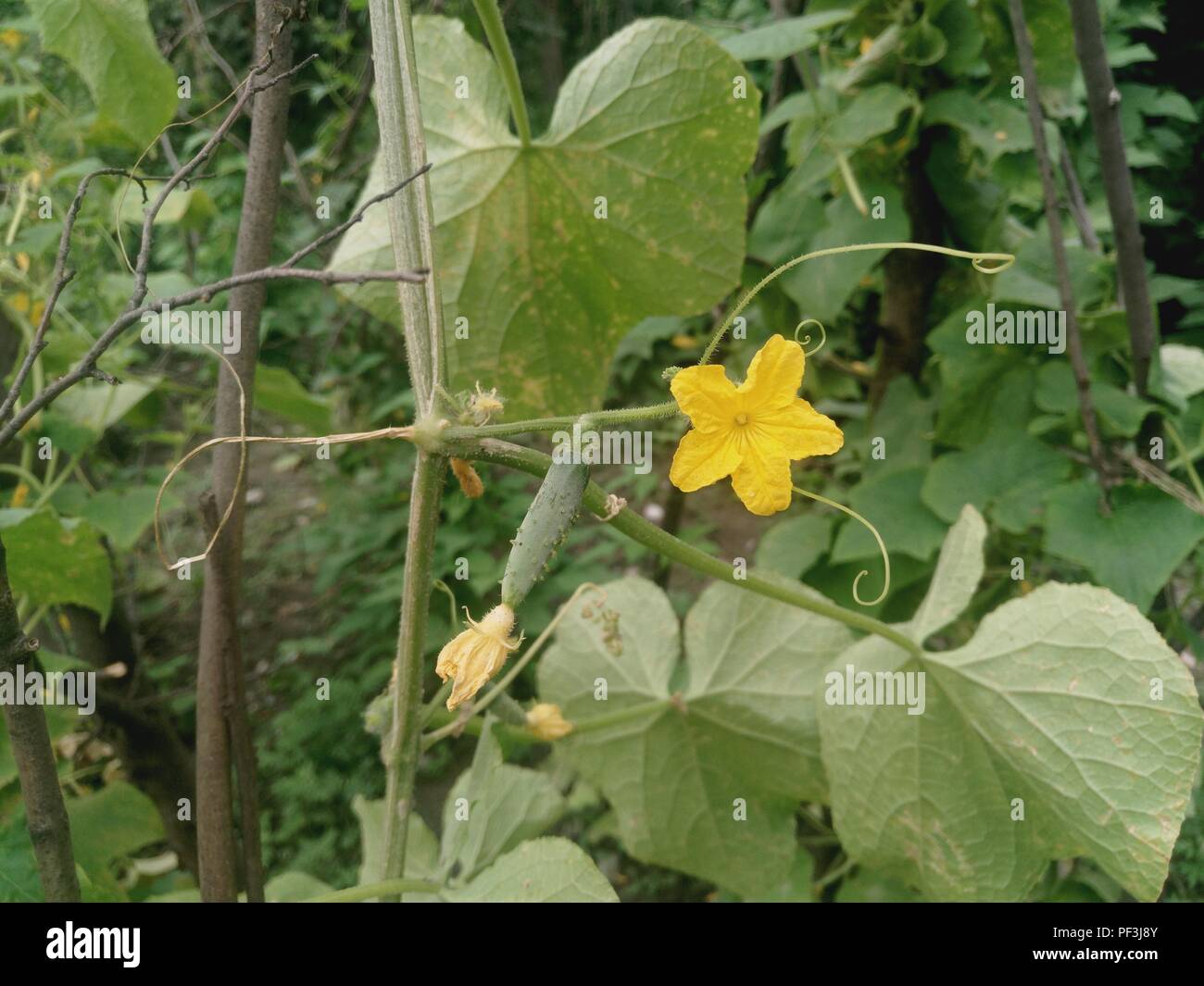 Cucumber plant blossoming and giving little spiky cucumbers. Flower of