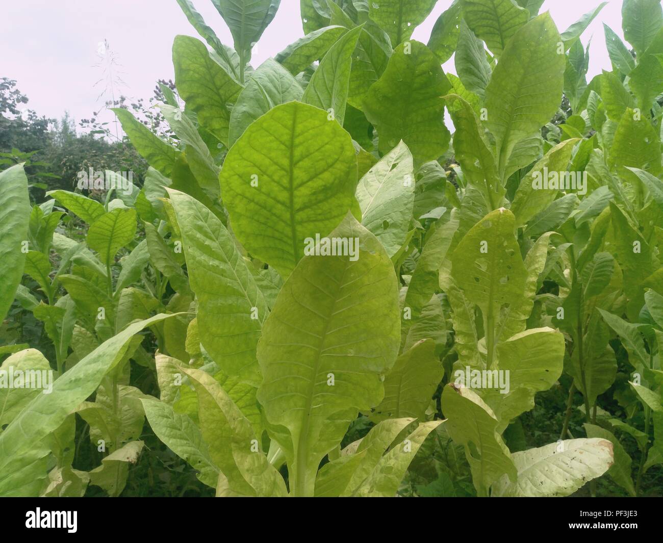 Fresh new born tobacco plant fields. Amazing Tobacco plantation Stock
