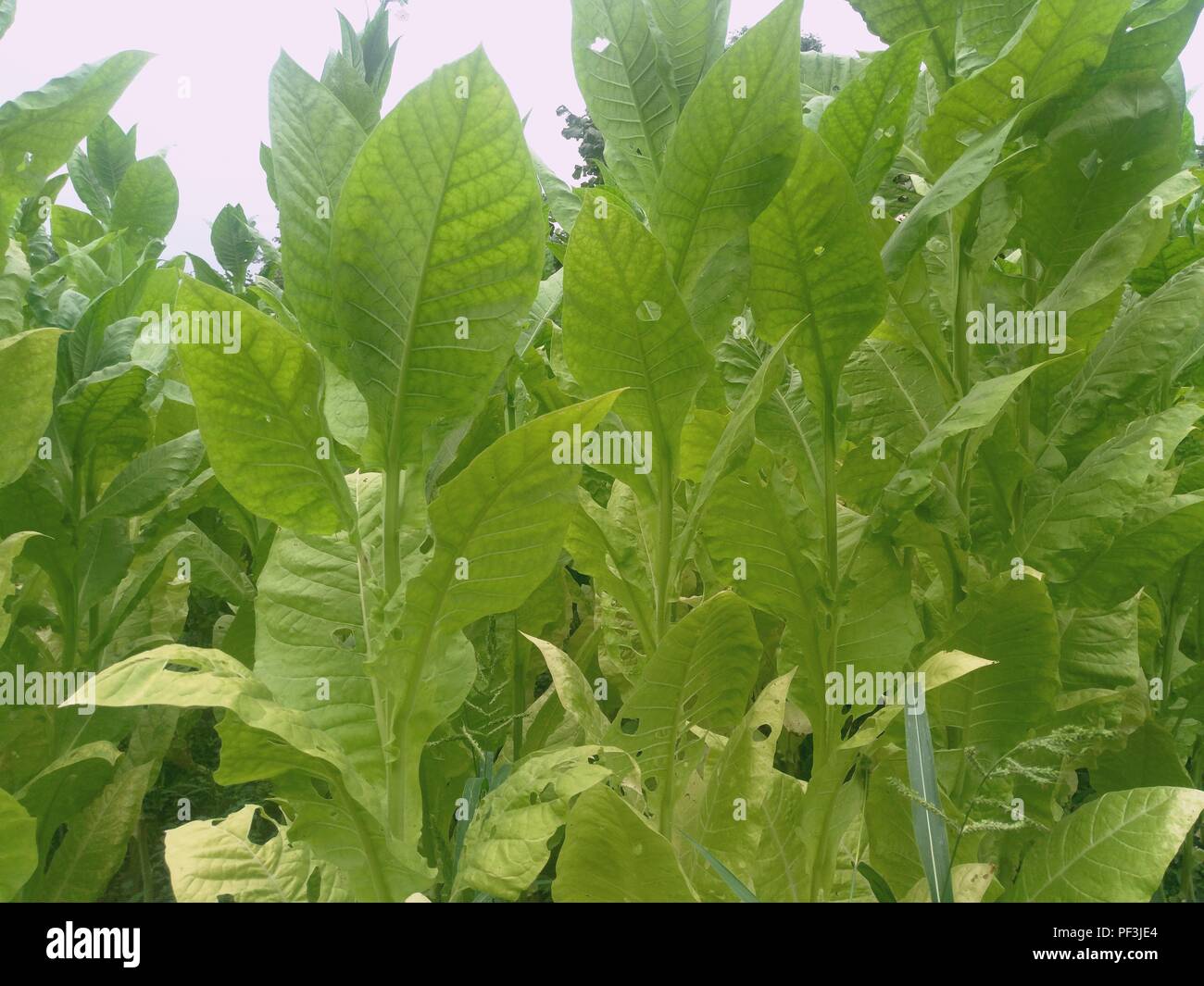 Fresh new born tobacco plant fields. Amazing Tobacco plantation Stock