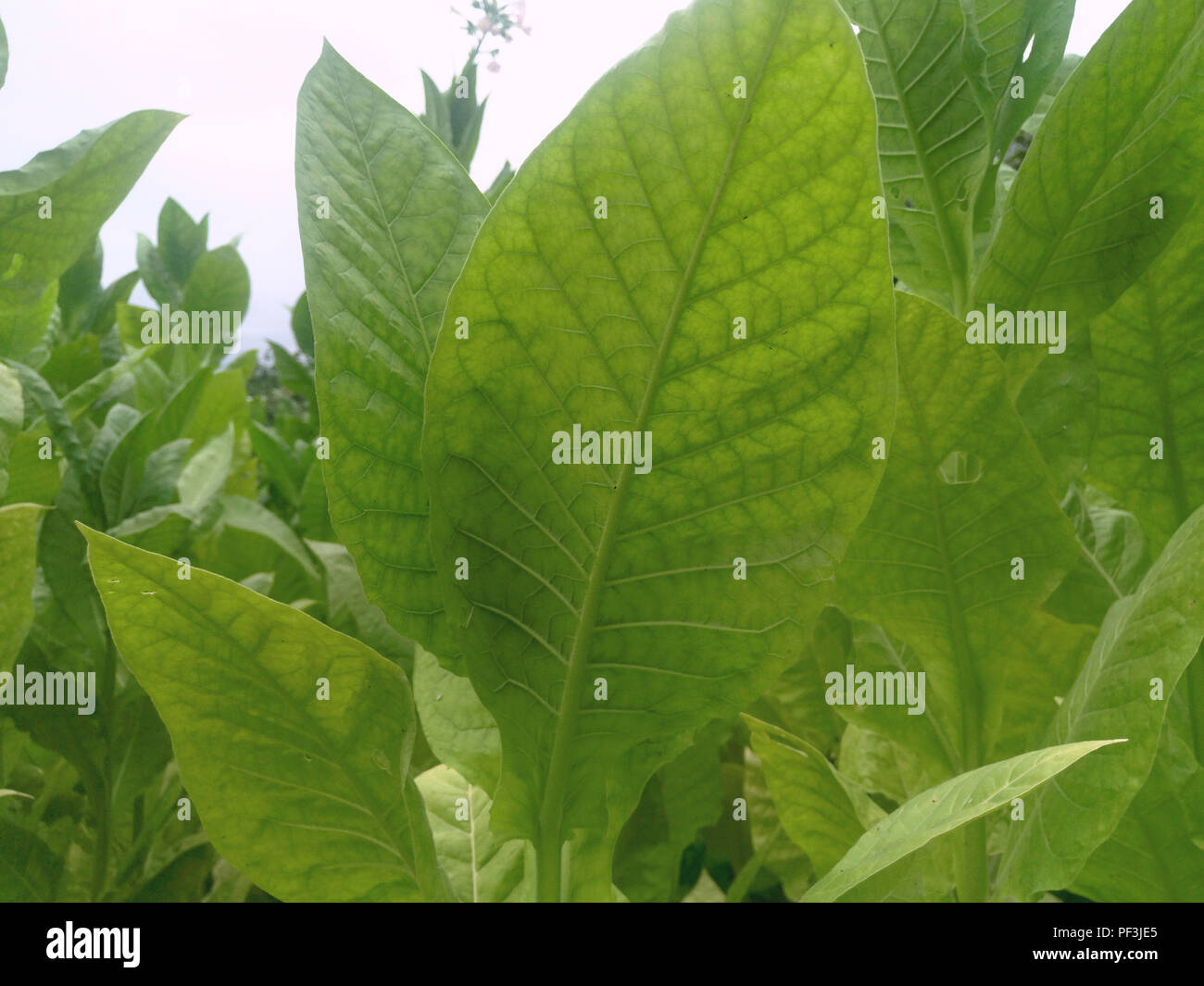 Fresh tobacco hi-res stock photography and images