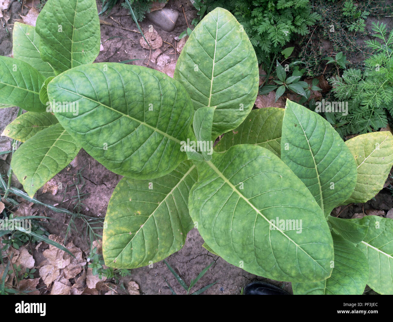 Amazing Tobacco plantation . Fresh new born tobacco plant fields. The  appearance of the tobacco leaf soon Stock Photo
