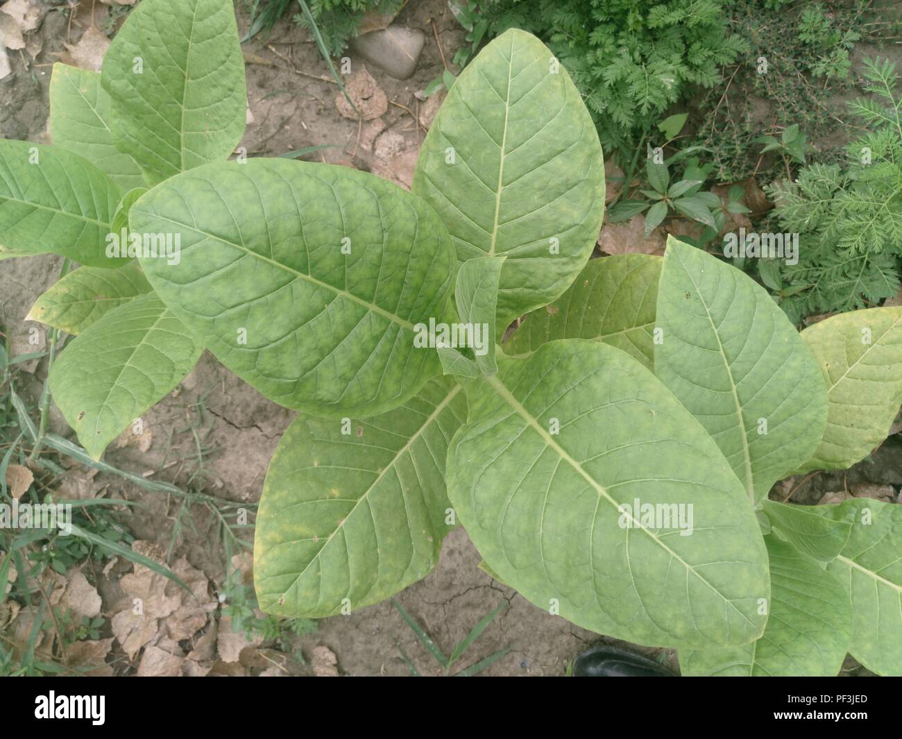 guava tobacco leaf Guava Lava – ShishaTech