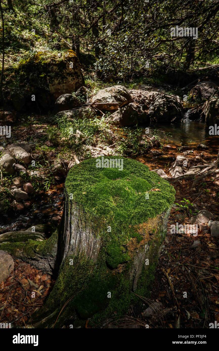 Tronco de madera con musgo a un lado de un arroyo. Wooden trunk with moss on the side of a stream..... ................. .................  Expedición Discovery Madrense de GreaterGood ORG que recaba datos que  sirven como información de referencia para entender mejor las relaciones biológicas del Archipiélago Madrense y se usan para proteger y conservar las tierras vírgenes de las Islas Serranas Sonorenses. Expedición binacional aye une a colaboradores  de México y Estados Unidos con experiencias y especialidades de las ciencias biológicas  variadas, con la intención de aprender lo más posibl Stock Photo