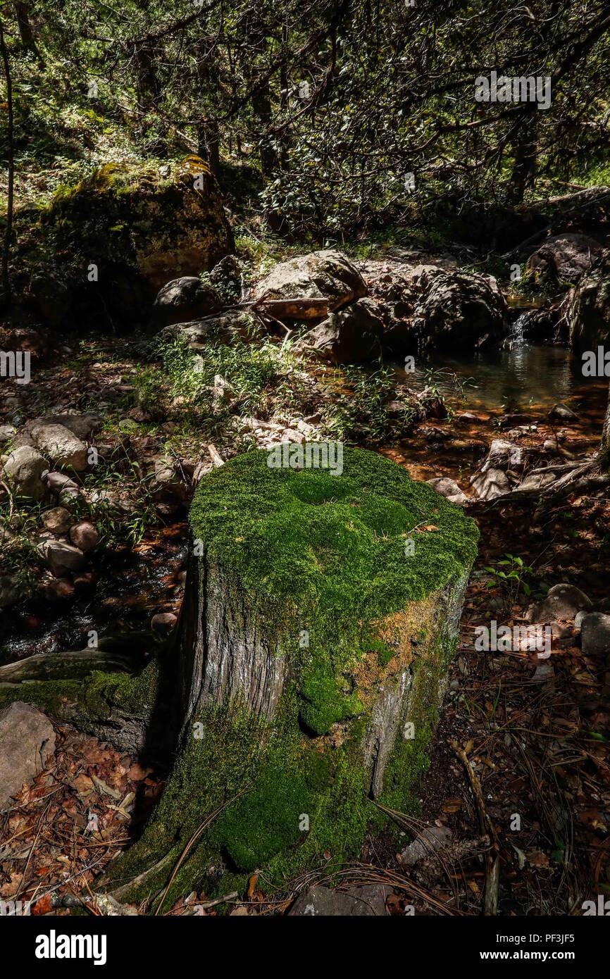 Tronco de madera con musgo a un lado de un arroyo. Wooden trunk with moss on the side of a stream..... ................. .................  Expedición Discovery Madrense de GreaterGood ORG que recaba datos que  sirven como información de referencia para entender mejor las relaciones biológicas del Archipiélago Madrense y se usan para proteger y conservar las tierras vírgenes de las Islas Serranas Sonorenses. Expedición binacional aye une a colaboradores  de México y Estados Unidos con experiencias y especialidades de las ciencias biológicas  variadas, con la intención de aprender lo más posibl Stock Photo