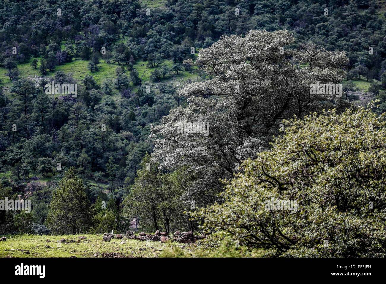 bosque de pino, encino, alamo. pine forest, oak, alamo ..... ................. .................  Expedición Discovery Madrense de GreaterGood ORG que recaba datos que  sirven como información de referencia para entender mejor las relaciones biológicas del Archipiélago Madrense y se usan para proteger y conservar las tierras vírgenes de las Islas Serranas Sonorenses. Expedición binacional aye une a colaboradores  de México y Estados Unidos con experiencias y especialidades de las ciencias biológicas  variadas, con la intención de aprender lo más posible sobre Mesa de Tres Ríos, la porción más  Stock Photo