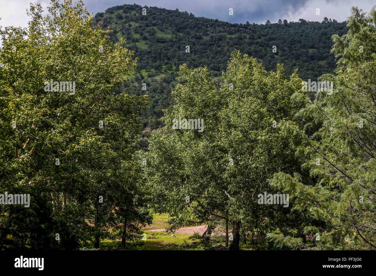 bosque de pino, encino, alamo. pine forest, oak, alamo ..... ................. .................  Expedición Discovery Madrense de GreaterGood ORG que recaba datos que  sirven como información de referencia para entender mejor las relaciones biológicas del Archipiélago Madrense y se usan para proteger y conservar las tierras vírgenes de las Islas Serranas Sonorenses. Expedición binacional aye une a colaboradores  de México y Estados Unidos con experiencias y especialidades de las ciencias biológicas  variadas, con la intención de aprender lo más posible sobre Mesa de Tres Ríos, la porción más  Stock Photo