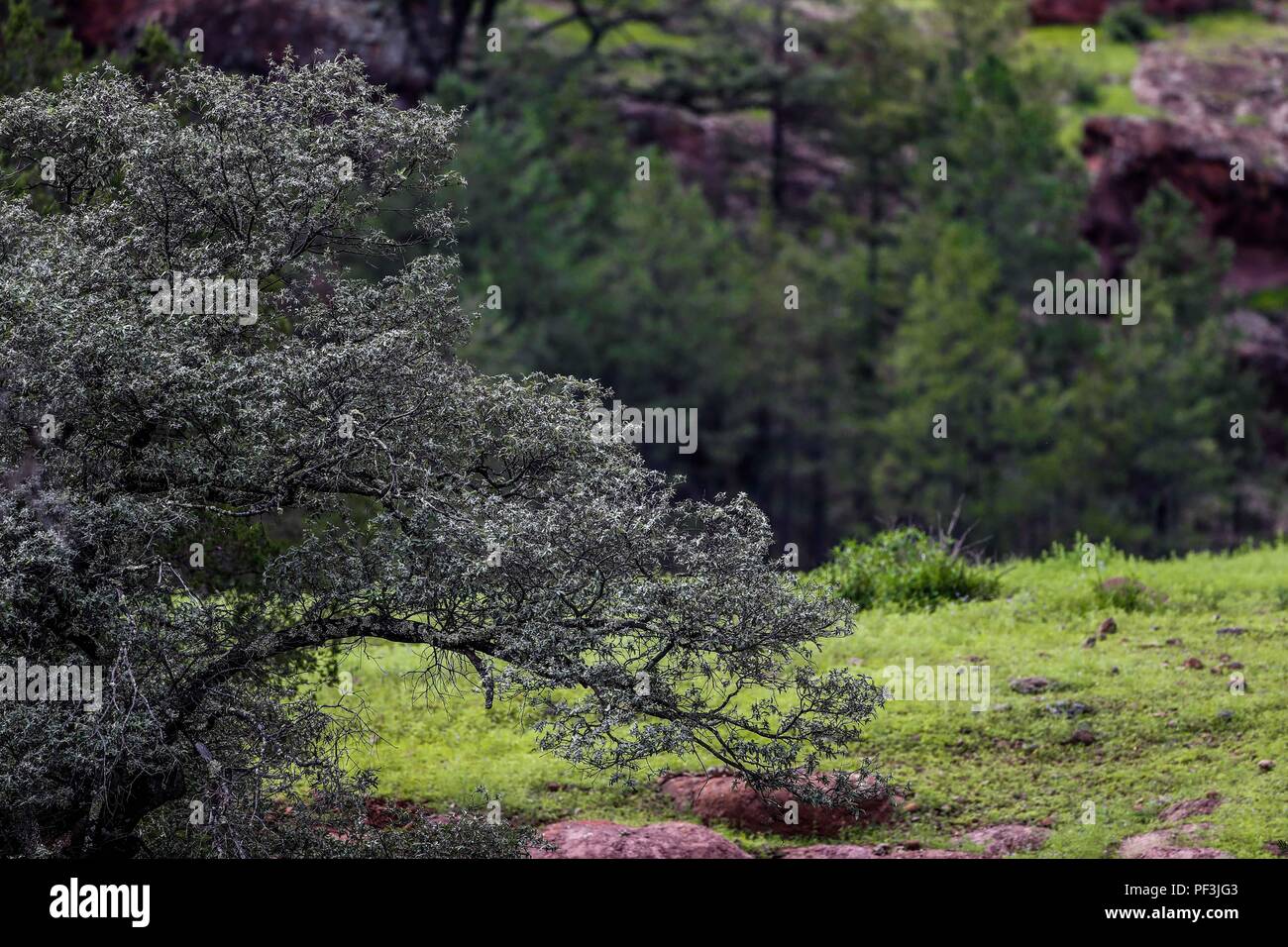 bosque de pino, encino, alamo. pine forest, oak, alamo ..... ................. .................  Expedición Discovery Madrense de GreaterGood ORG que recaba datos que  sirven como información de referencia para entender mejor las relaciones biológicas del Archipiélago Madrense y se usan para proteger y conservar las tierras vírgenes de las Islas Serranas Sonorenses. Expedición binacional aye une a colaboradores  de México y Estados Unidos con experiencias y especialidades de las ciencias biológicas  variadas, con la intención de aprender lo más posible sobre Mesa de Tres Ríos, la porción más  Stock Photo